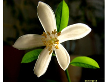 ������ ��������� �������