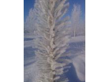 ��� �����