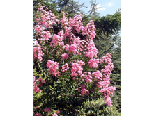 ��� �� ���� ���� ������. ������ � ������