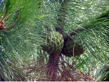 �����. �������� �����