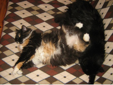 ��� � ���������� ����