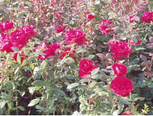 ����������� 058