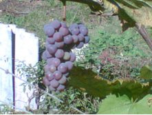 ��ϣ ������