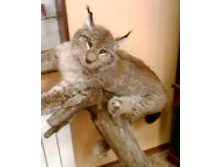 ������- ������