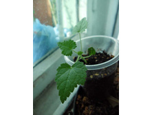 �������� ������� �������, �.������ �����