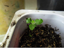 �������� �.�. ������