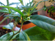 ����������� 2 ������ �� ����