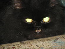 ��� ������������, ���!