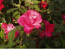 ����������� 051