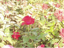 ����������� 053