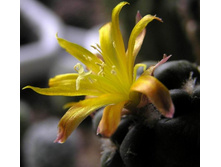 Cintia knizei 23.01.2011