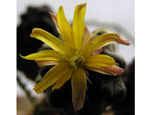 Cintia knizei 23.01.2011