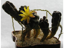 Cintia knizei 23.01.2011