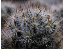 Mammillaria prolifera 23.01.2011