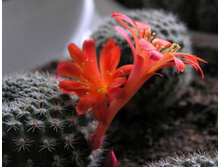 Rebutia minuscula 23.01.2011