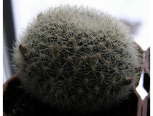 Rebutia narvaecensis 23.01.2011