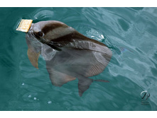 ����-����