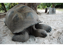 ������� ��������