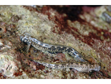 ����-���������