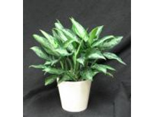 �������� ������ ���