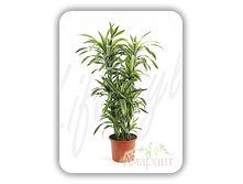 ������� ����� ����