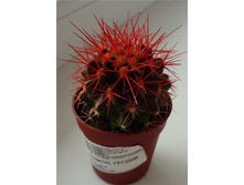 ������ ������� �����