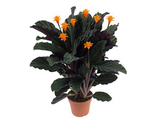 ������� �������