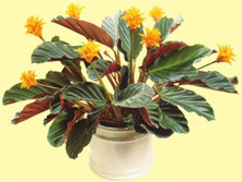 ������� ����������