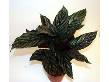 ������� ����������