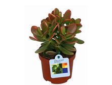 �������� ������