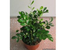 ������ ����������