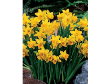 ������ ��� � ���