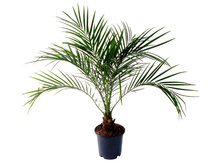 ������ ��������