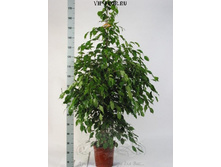 ����� ������� ����