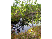 ���� ������