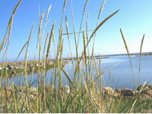 ����� �����