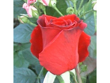 ���� ������