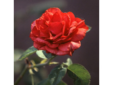 Lovely Red (����� ���)