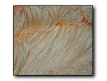 ������� ���������