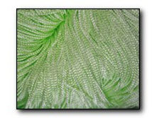 ������� ���������