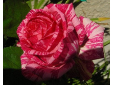 ���� ��������