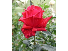 ��� ��������