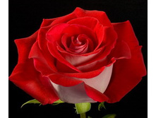 ����� ����