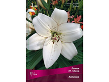 ����� ������� 72,0