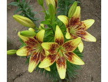 ����� �������� 74,0