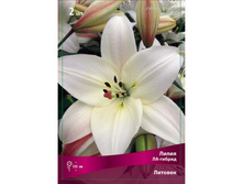 ����� ������� 70,0