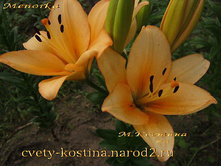 ����� ������� 70,0