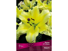 ����� ������ 82,0