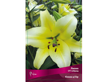 ����� ����� �'�� 78,0