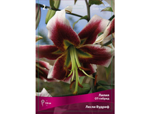 ����� ����� ������ 110